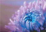 (image for) Chrysanthemum